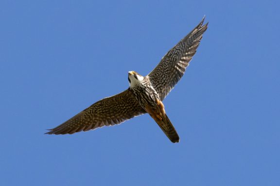 Hobby.